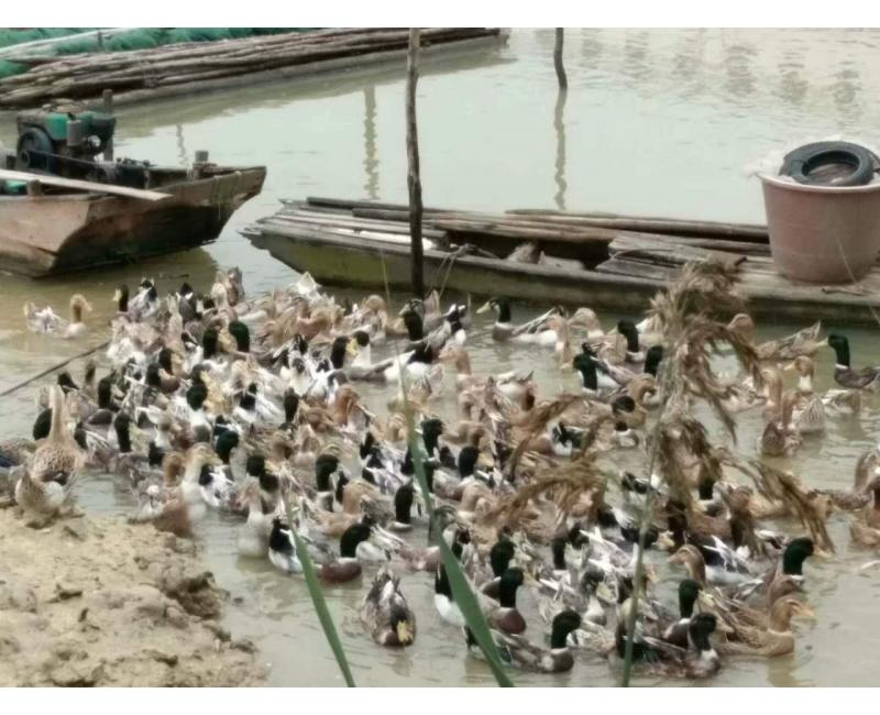 純放養(yǎng)青頭鴨、三那土雞、鳳尾菇 原生態(tài)產(chǎn)品